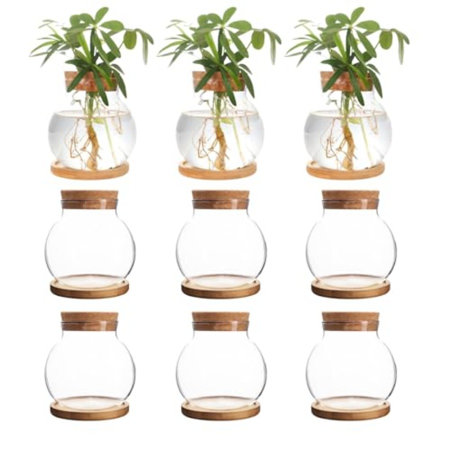 Propagation Station Vase - Plant Propagation Station, Hydroponic Glass Container