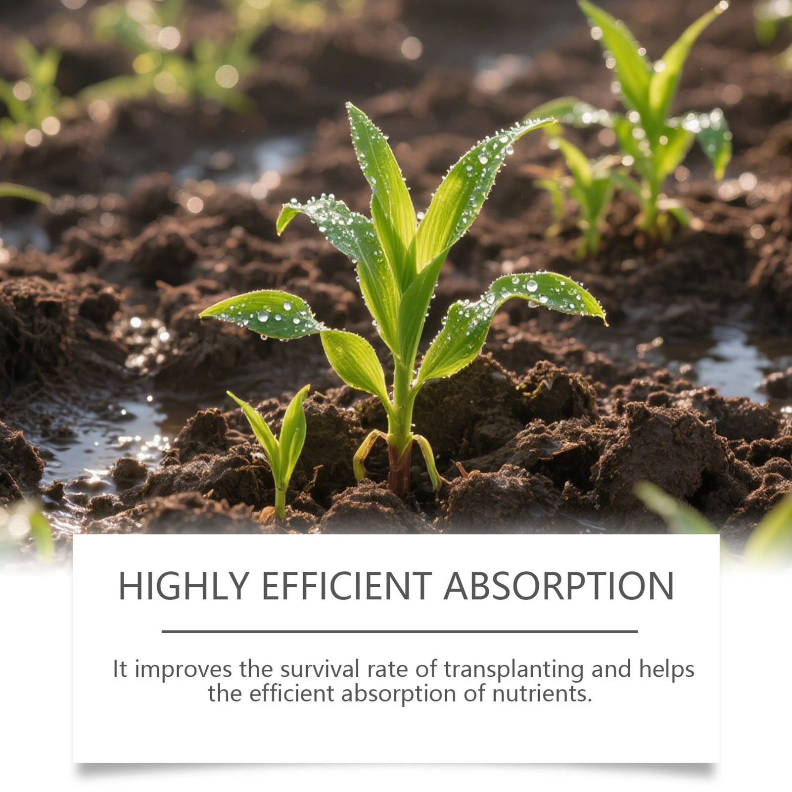 Root Booster For Plants Natura - Root Stimulator Liquid 评论和价格