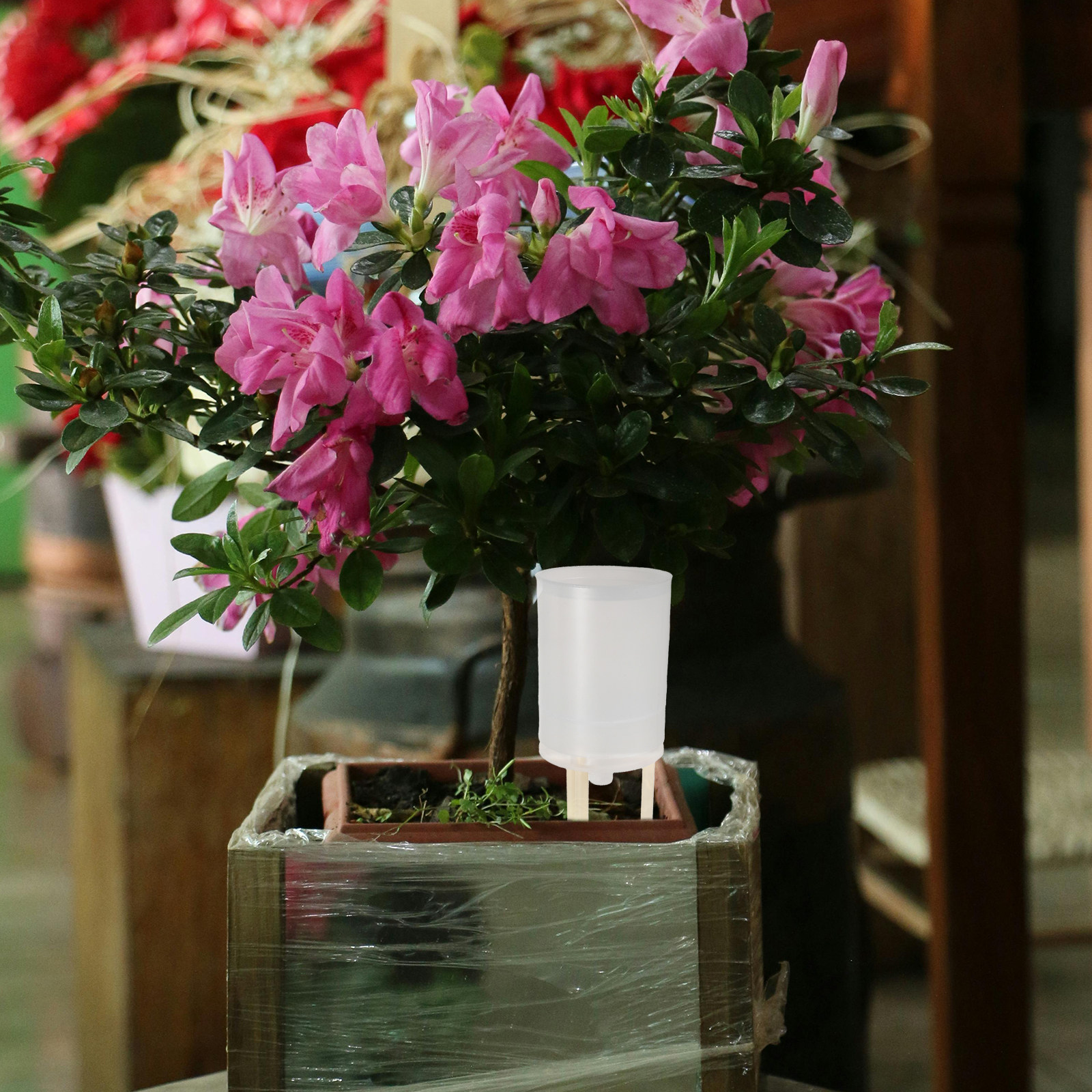 1Set Adjustable Moss Pole Wate - Self Watering Insert 评论和价格