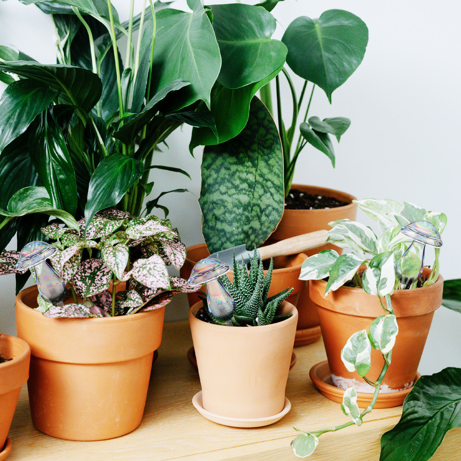 4 Pcs Pot Watering Device Plan - Self Watering Insert 评论和价格