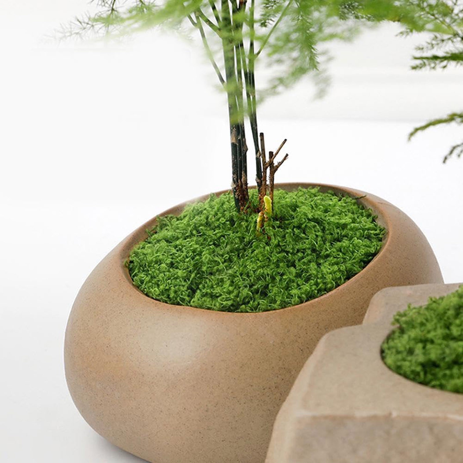 50/200g Artificial Moss For De - Sphagnum Moss Dry 评论和价格