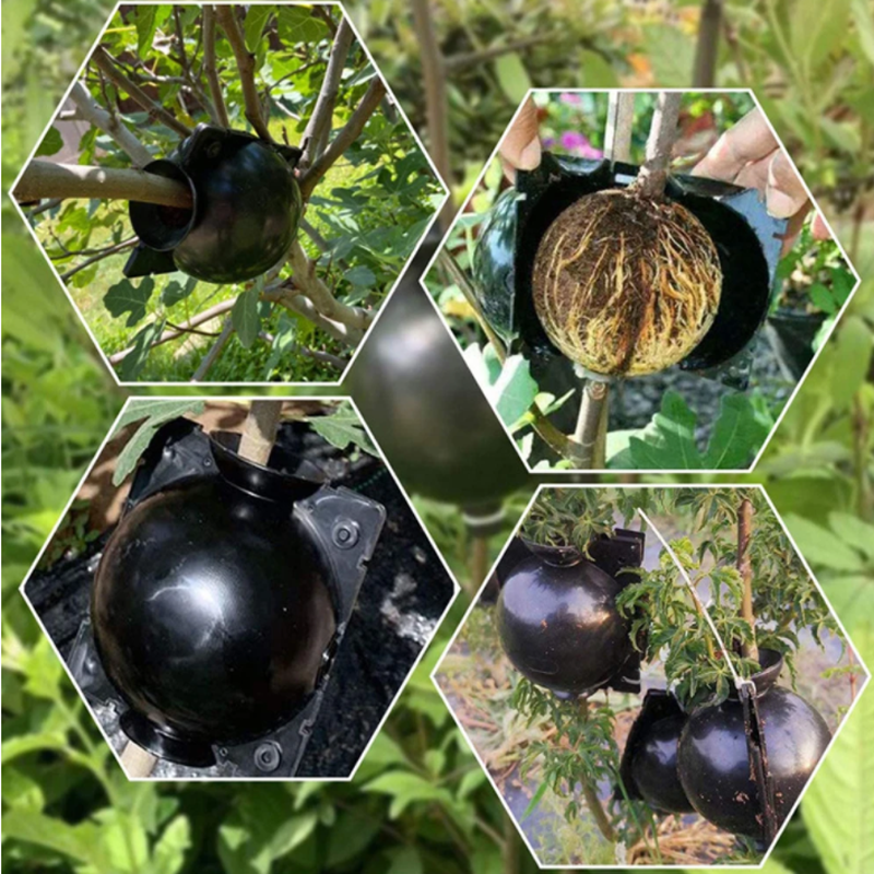 Garden Orchard Plants Grafting - Rooting Gel Clone 评论和价格