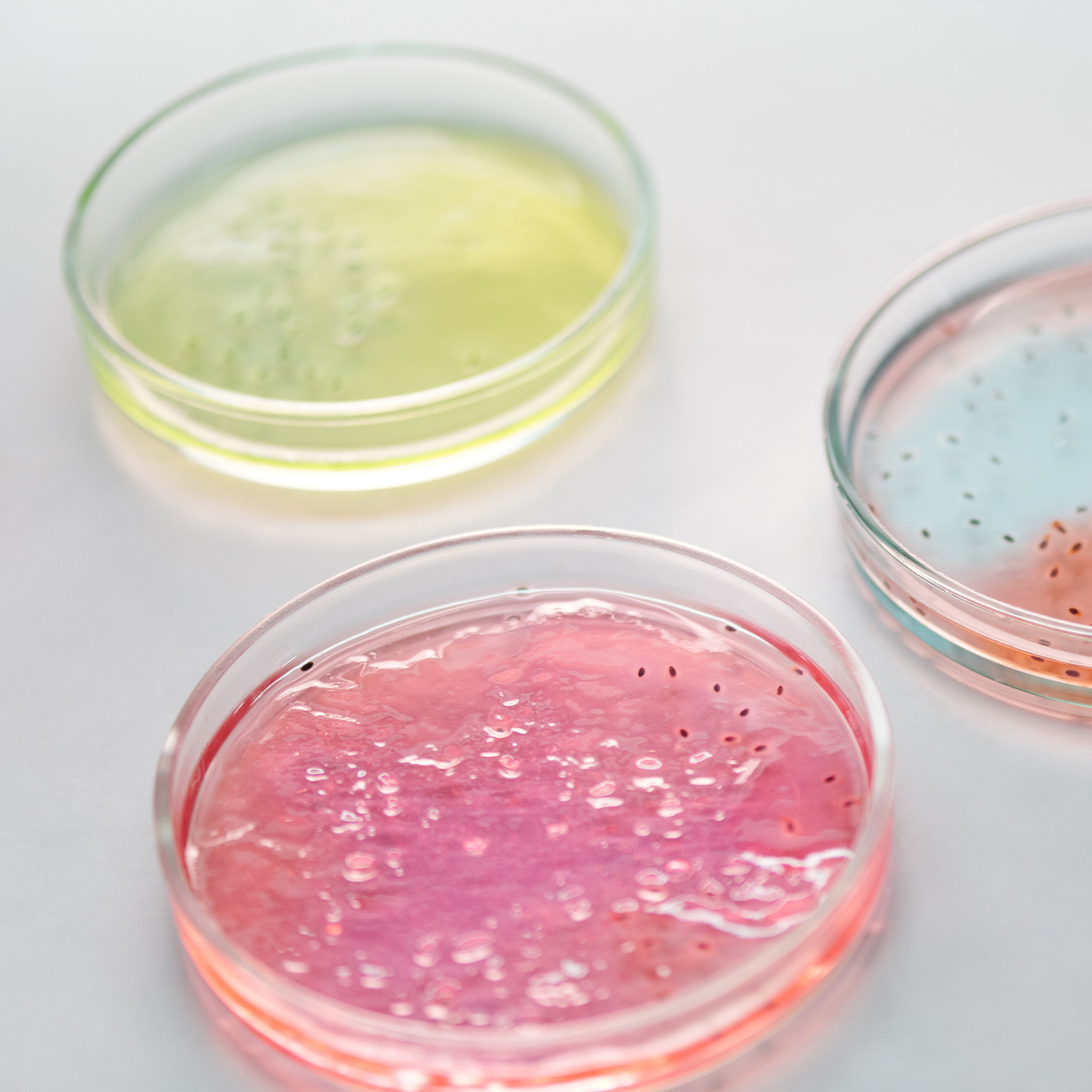 Glass Petri Dish Laboratory Us - Agar Tissue Culture 评论和价格