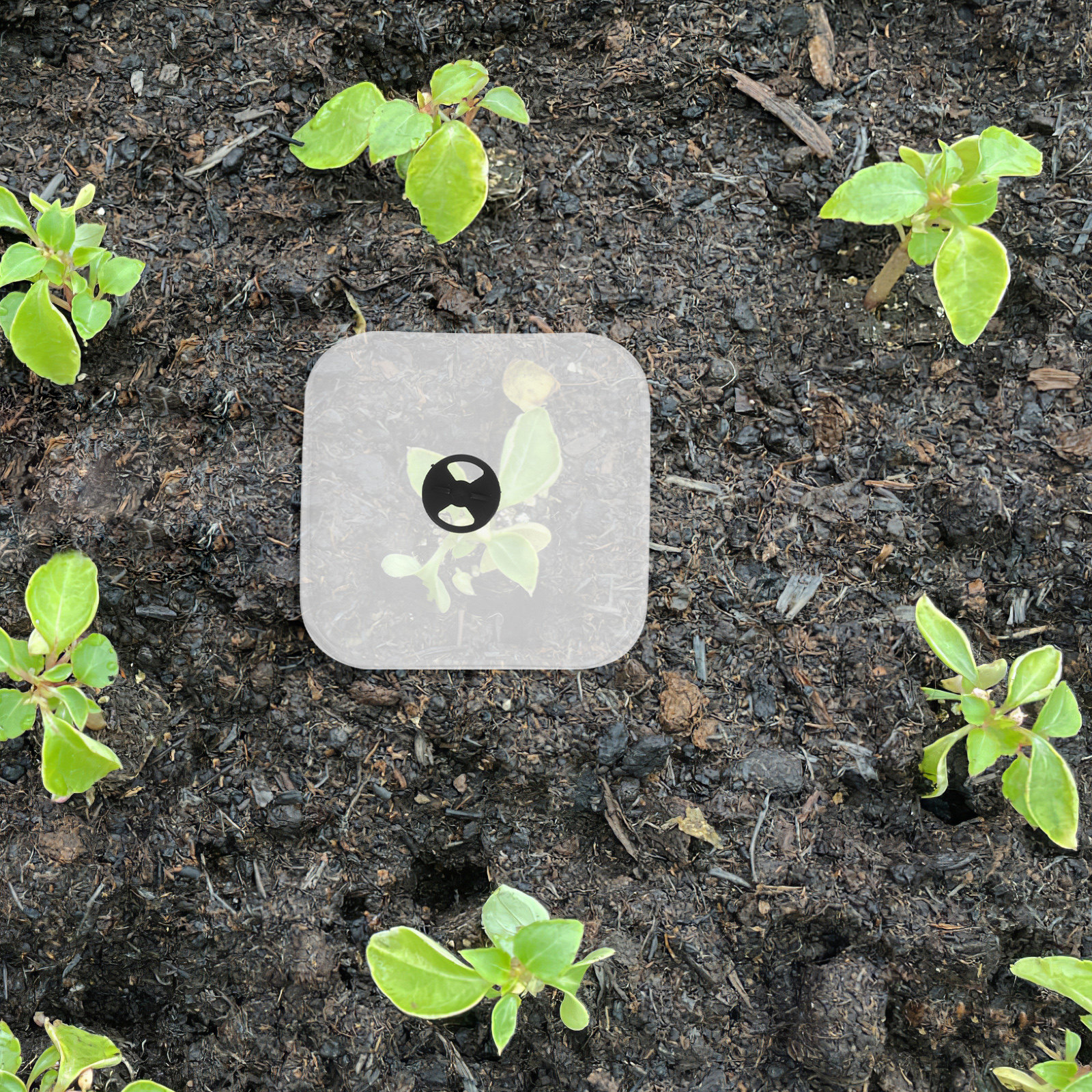 6Pcs Plant Cover Humidity Dome - Plastic Dome Clear 评论和价格