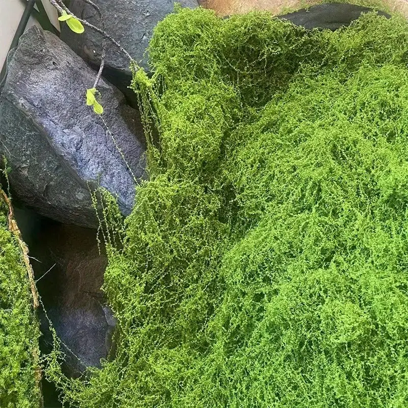 Green Fake Moss DIY Crafts Gra - Sphagnum Moss Dry 评论和价格