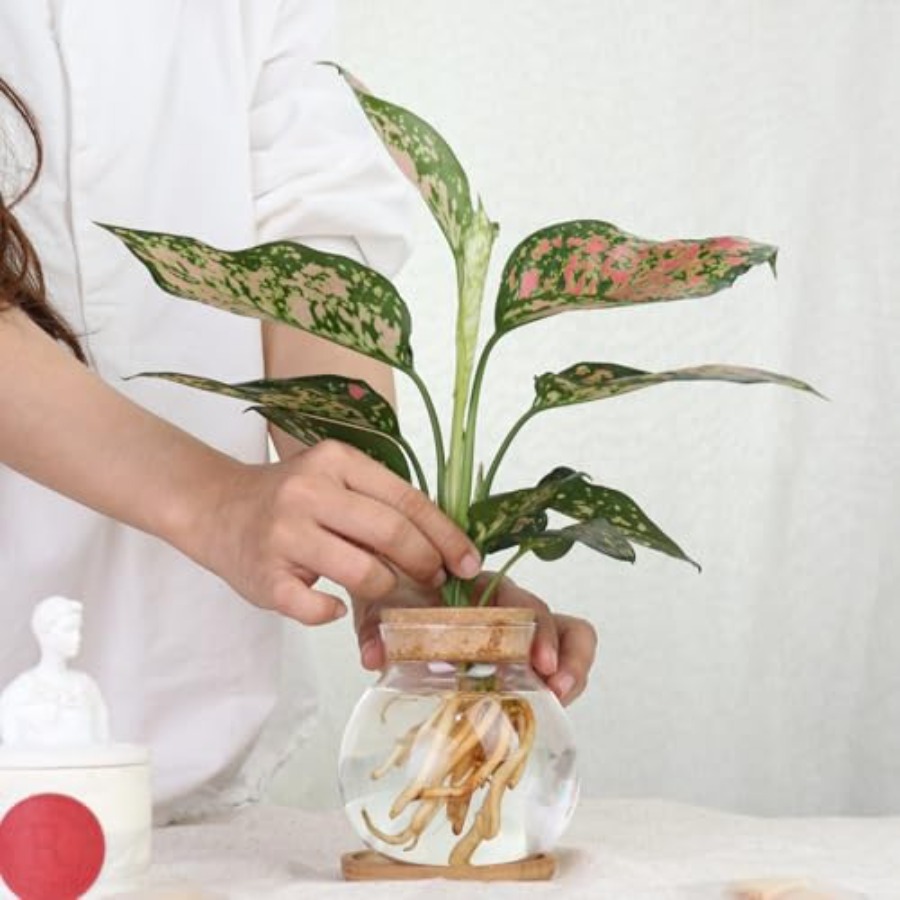 Plant Propagation Station, Hyd - Propagation Station Vase 评论和价格