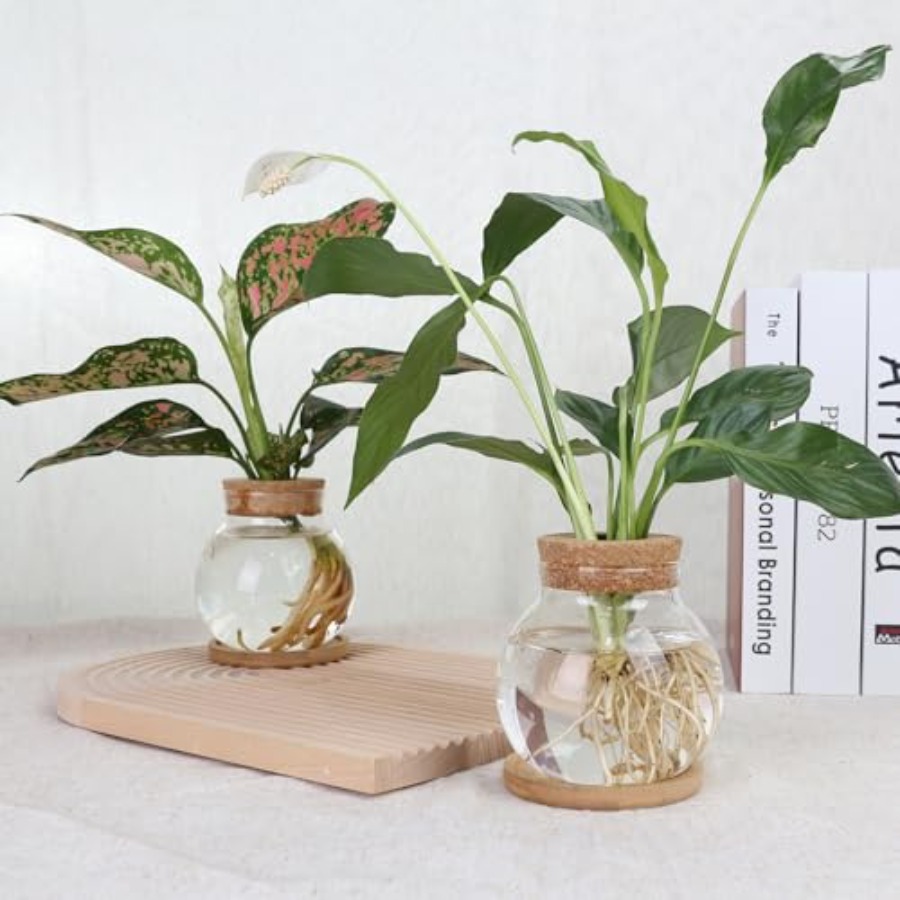 Plant Propagation Station, Hyd - Propagation Station Vase 评论和价格