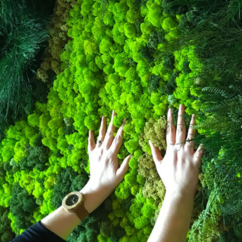 40/20g Artificial Moss Grass G - Sphagnum Moss Dry 评论和价格
